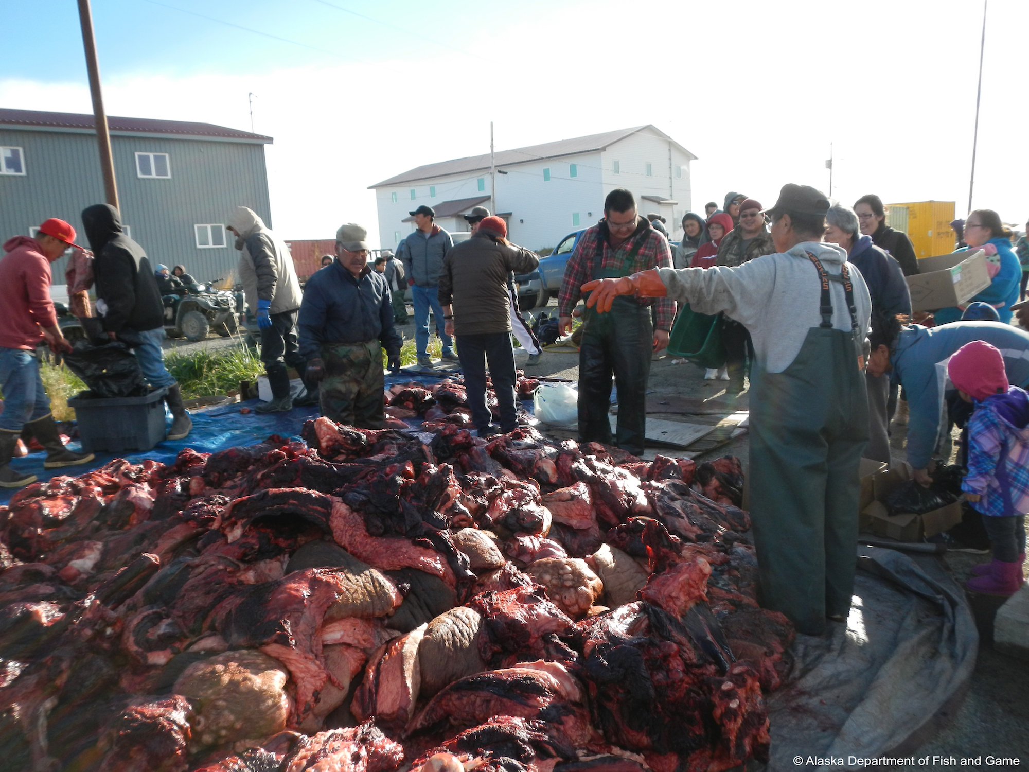Distribution of the walrus harvest at Togiak. Photo courtesy ADF&G